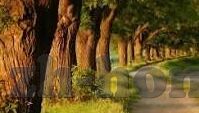 球探球即时比分足球比分-球探球即时比分，足球迷的实时信息宝库